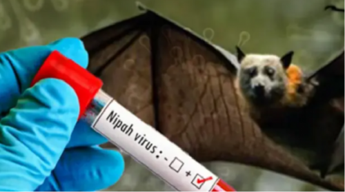 Энэтхэгт үхлийн аюултай нипа /nipah/ вирус дэгдлээ